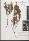 Foto von Salix purpurea L.